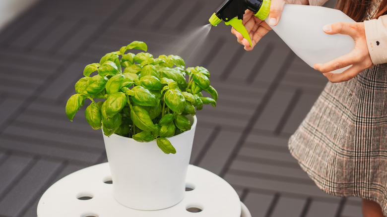 Basil kile bir hidroponik laboratuvarda içeride yetiştirilir.