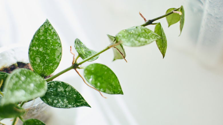 Köklü bir Hoya kesimi