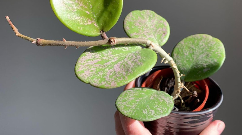 Toprağa dayanan bir Hoya kesim