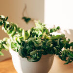 Bir hoya bitkisini yaymak için en iyi yöntemler