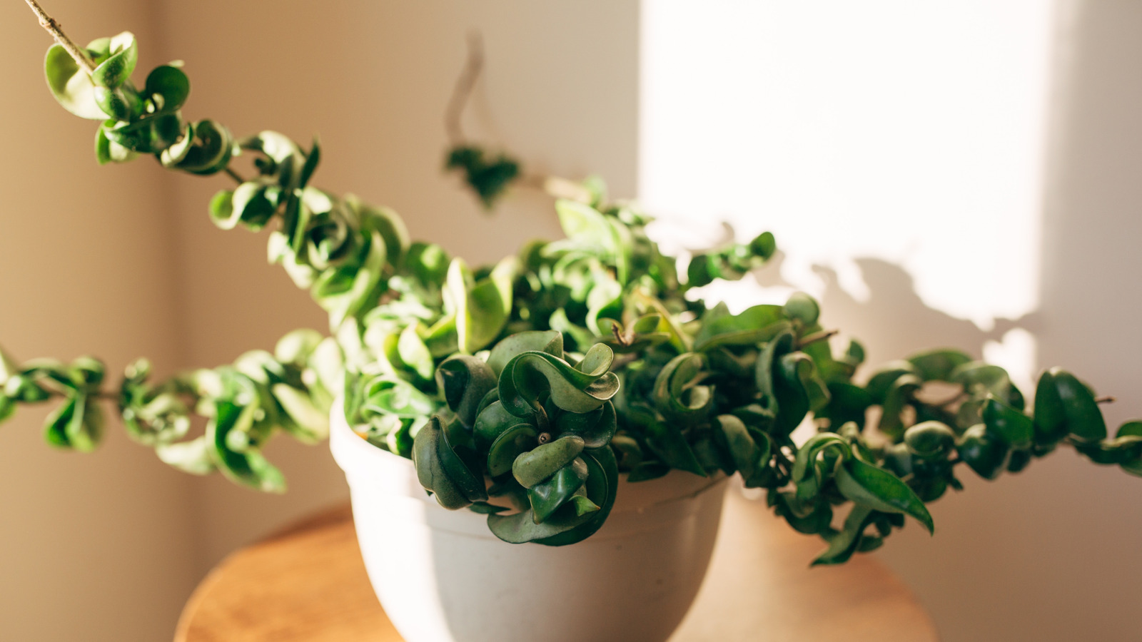 Bir hoya bitkisini yaymak için en iyi yöntemler