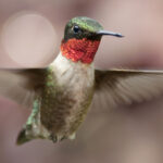 Asılı sepetlerinizi uğultu kuşlarına karşı konulmaz hale getirecek parlak mor çiçek