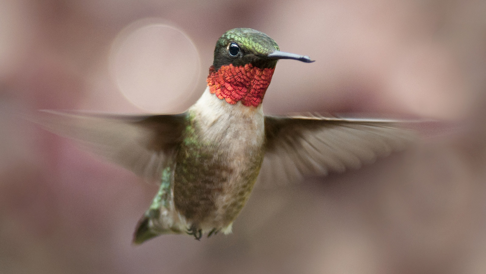Asılı sepetlerinizi uğultu kuşlarına karşı konulmaz hale getirecek parlak mor çiçek