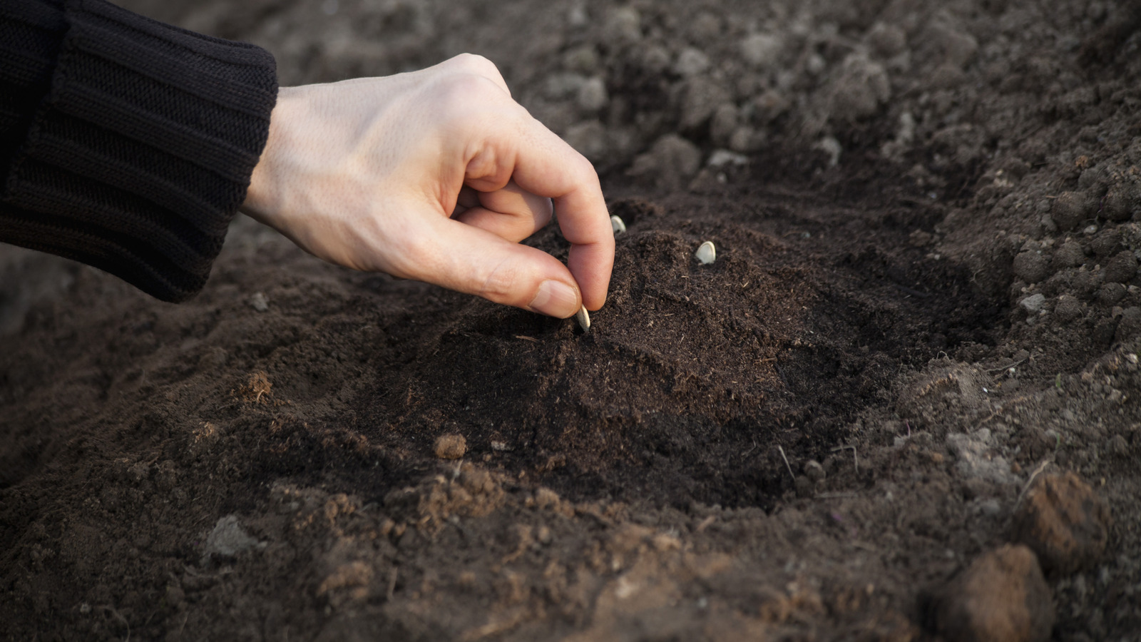 Çok derin tohum eklediyseniz ne yapmalısınız
