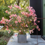 Oleander bitkileri yetiştirirken herkesin yaptığı hatalar