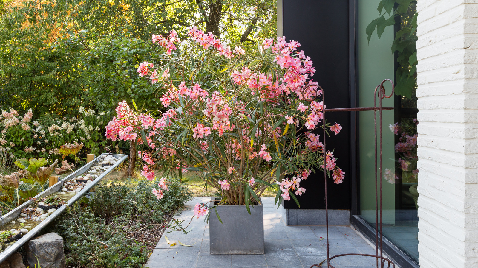 Oleander bitkileri yetiştirirken herkesin yaptığı hatalar