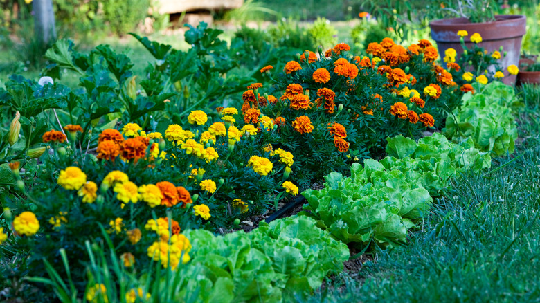Bir bahçede Marigolds