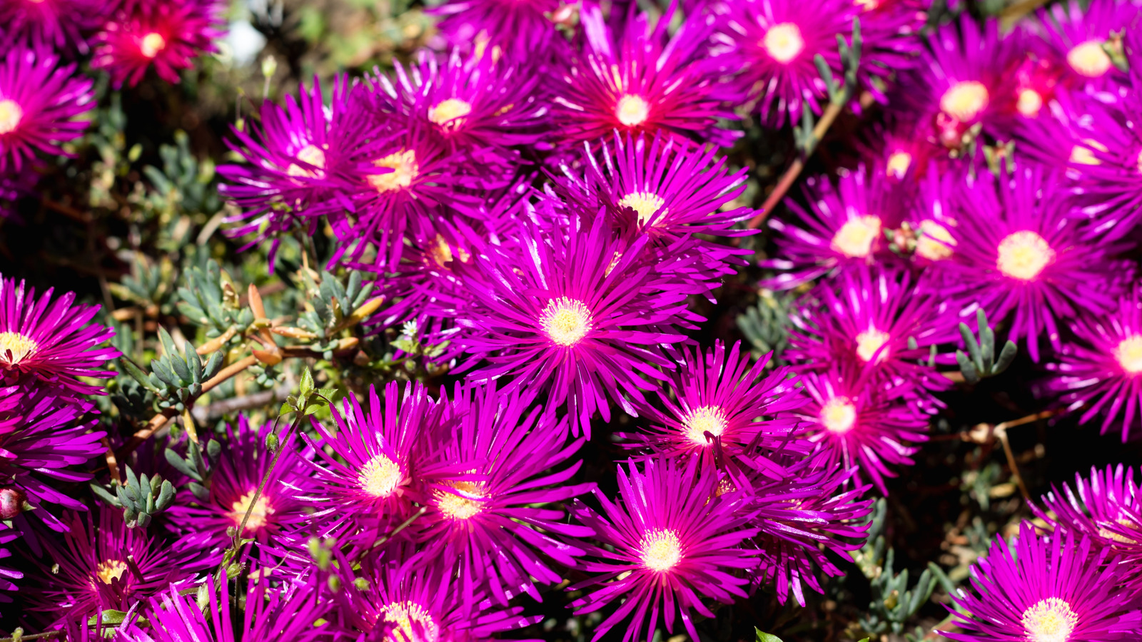 Buz bitkisi sulu meyveleri ve bunların nasıl önleneceği ile ilgili yaygın sorunlar