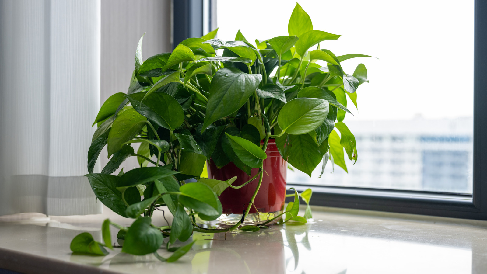 Tırmanma saksı bitkilerinizin önemli bir ipucu ile daha dolgun görünmesini sağlayın