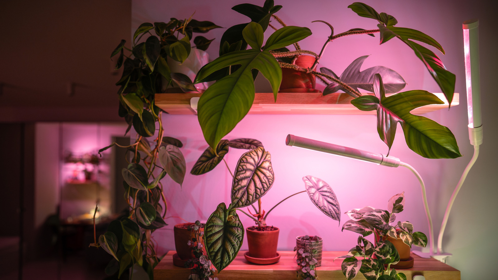 Herhangi bir güzel lambayı bitkileriniz için büyüme ışığına dönüştüren kolay hack