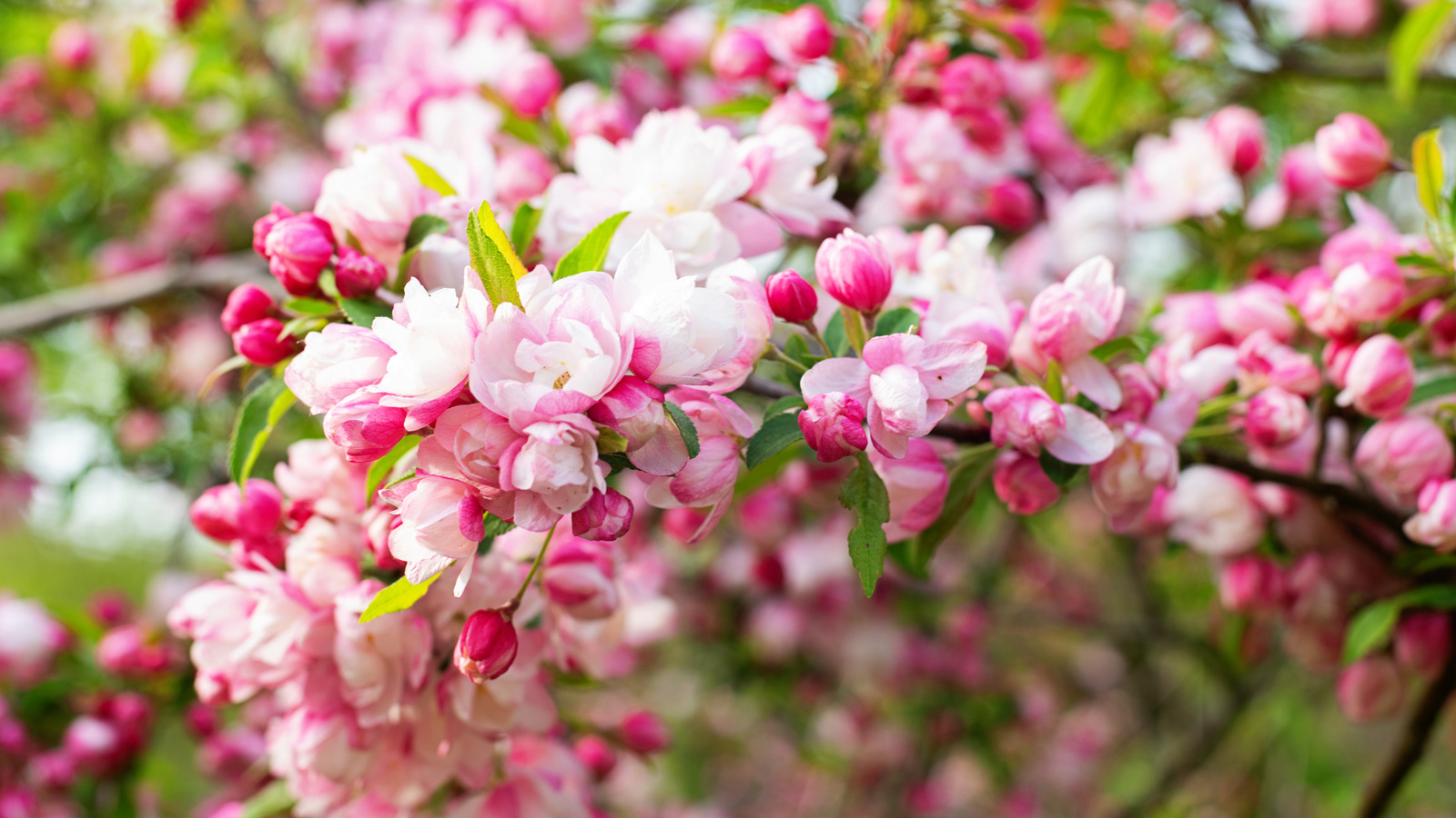 Crabapple ağacı mı yetiştiriyorsunuz? Bu yaygın hatalardan kaçının