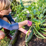 Tüm faydaları için kabakınızla bir bahçe favori çiçek dikin