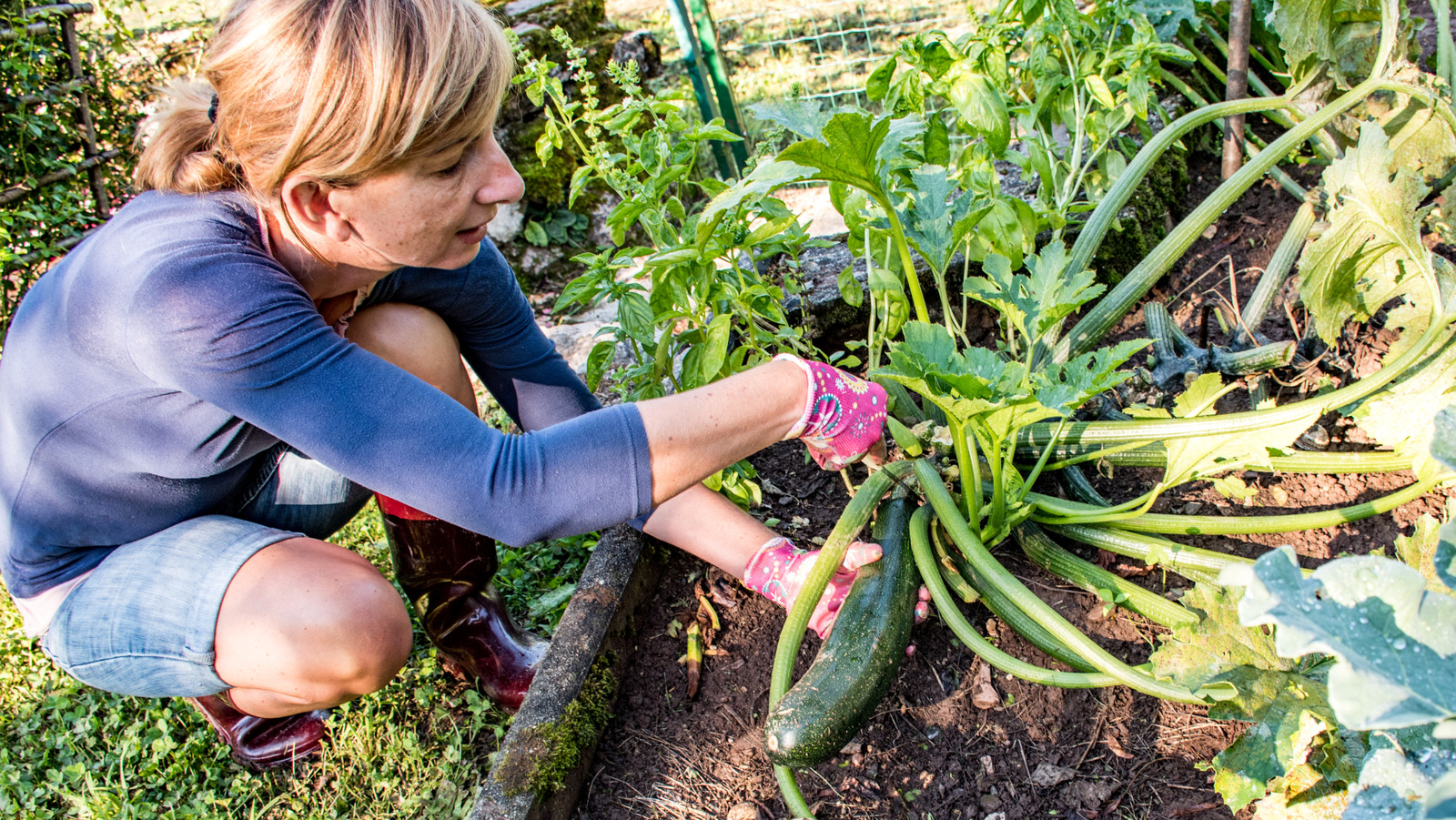 Tüm faydaları için kabakınızla bir bahçe favori çiçek dikin