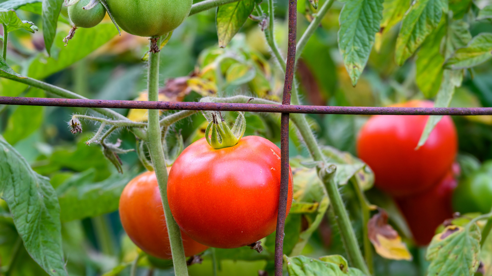 Daha fazla kuşu bahçenize akın etmeye teşvik edecek dolar ağacı kafes hack