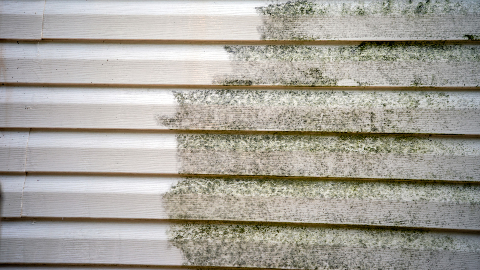 İki yaygın ev zımbası ile yosunu evinizin sidinginden kolayca çıkarın