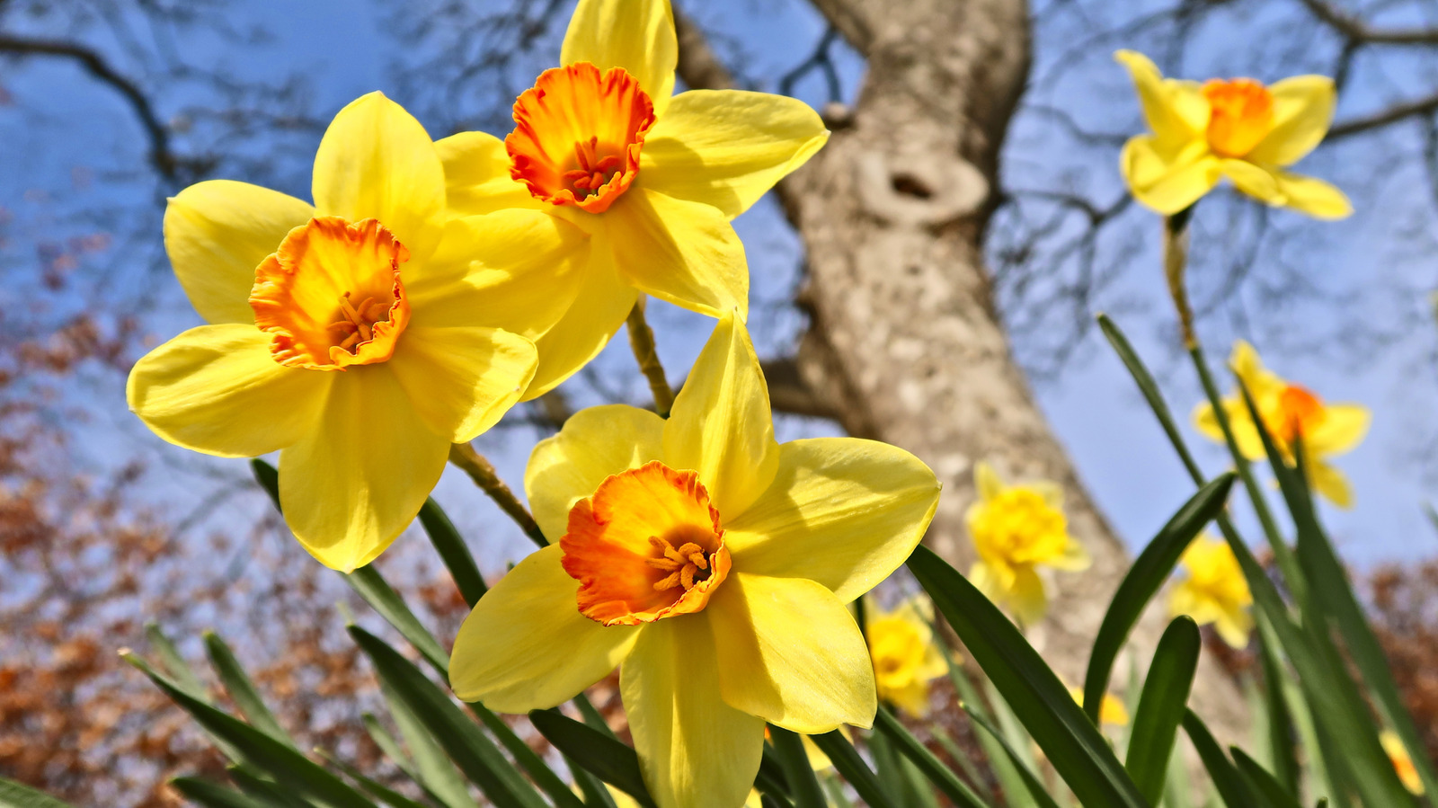 Seçilen nergisleri bir vazoda canlı tutmak için temel ipuçları
