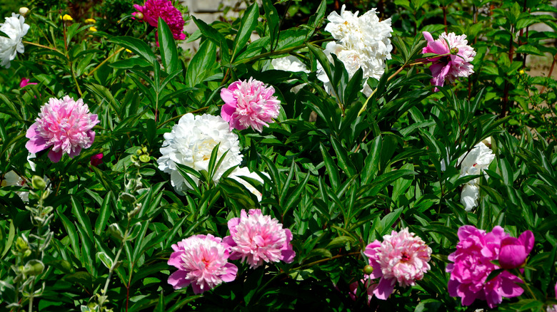 Bloom'da Peonies