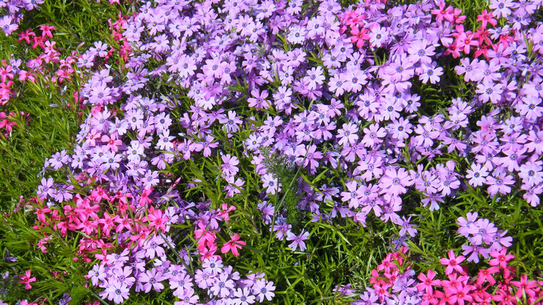 mor ve pembe sürünen flox