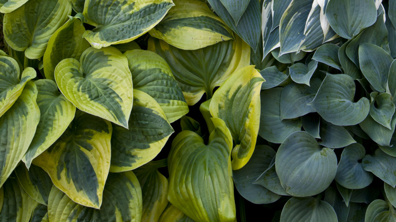 Farklı hostalar türleri