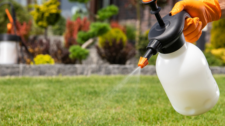 Bir çim buğulan bir el pompası püskürtücünün closeup