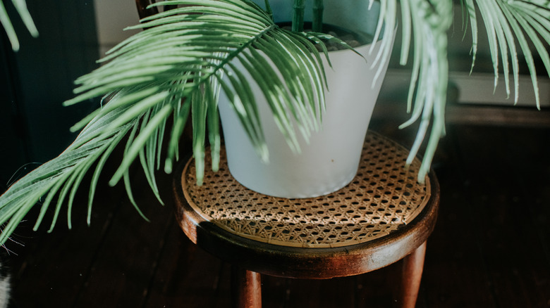 Bir bitki standı olarak kullanılan bir rattan dışkı