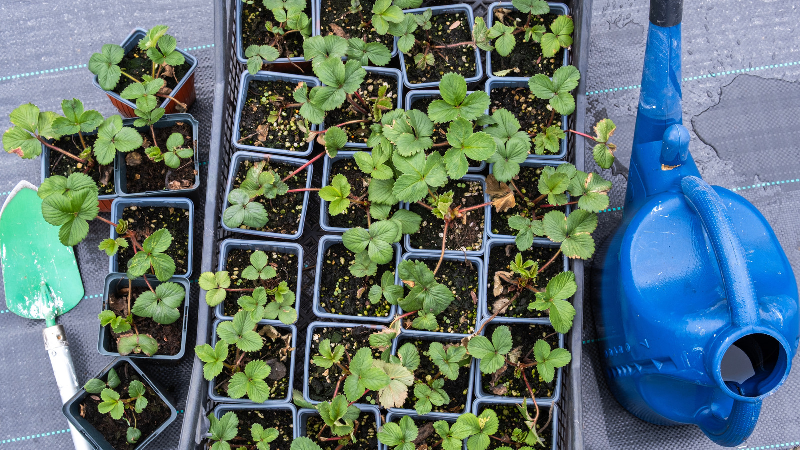 Çilek tohumları nasıl çimlenir (ve kaçınılması gereken yaygın hatalar)