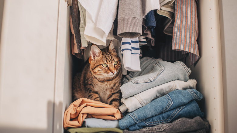 Yukarıda asılı gömleklerle dolapta katlanmış kıyafetlerin üstünde oturan kedi