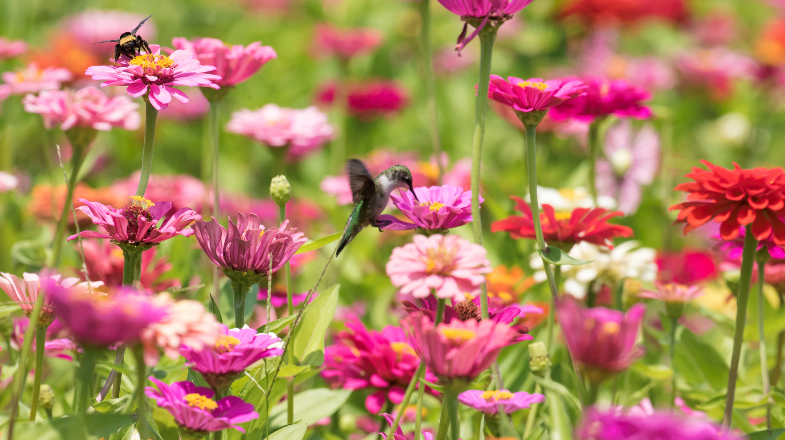 Zinnias'larınızın tüm mevsim gelişmesini sağlamak için yaygın bir bahçe hatasından kaçının