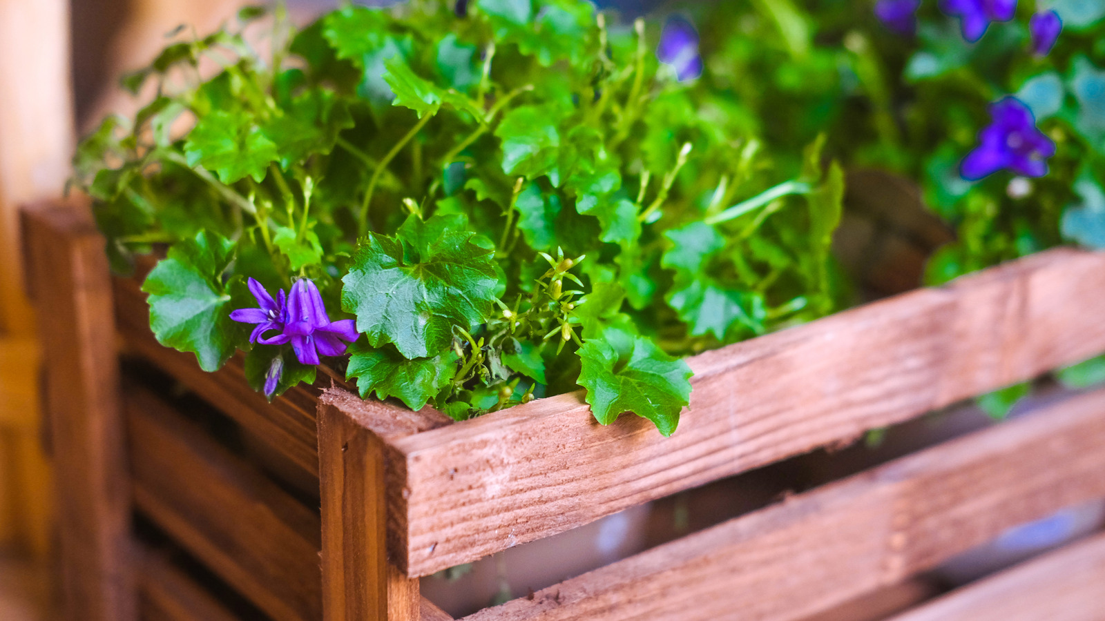 Aldi'nin bütçe ekicisi ile açık alanınıza gizlilik ekleyin