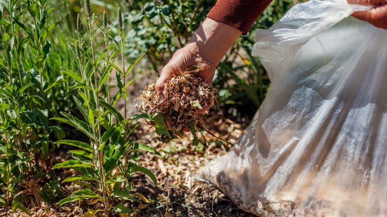 Ahşap yonga malçını avluya uygulayan kişi