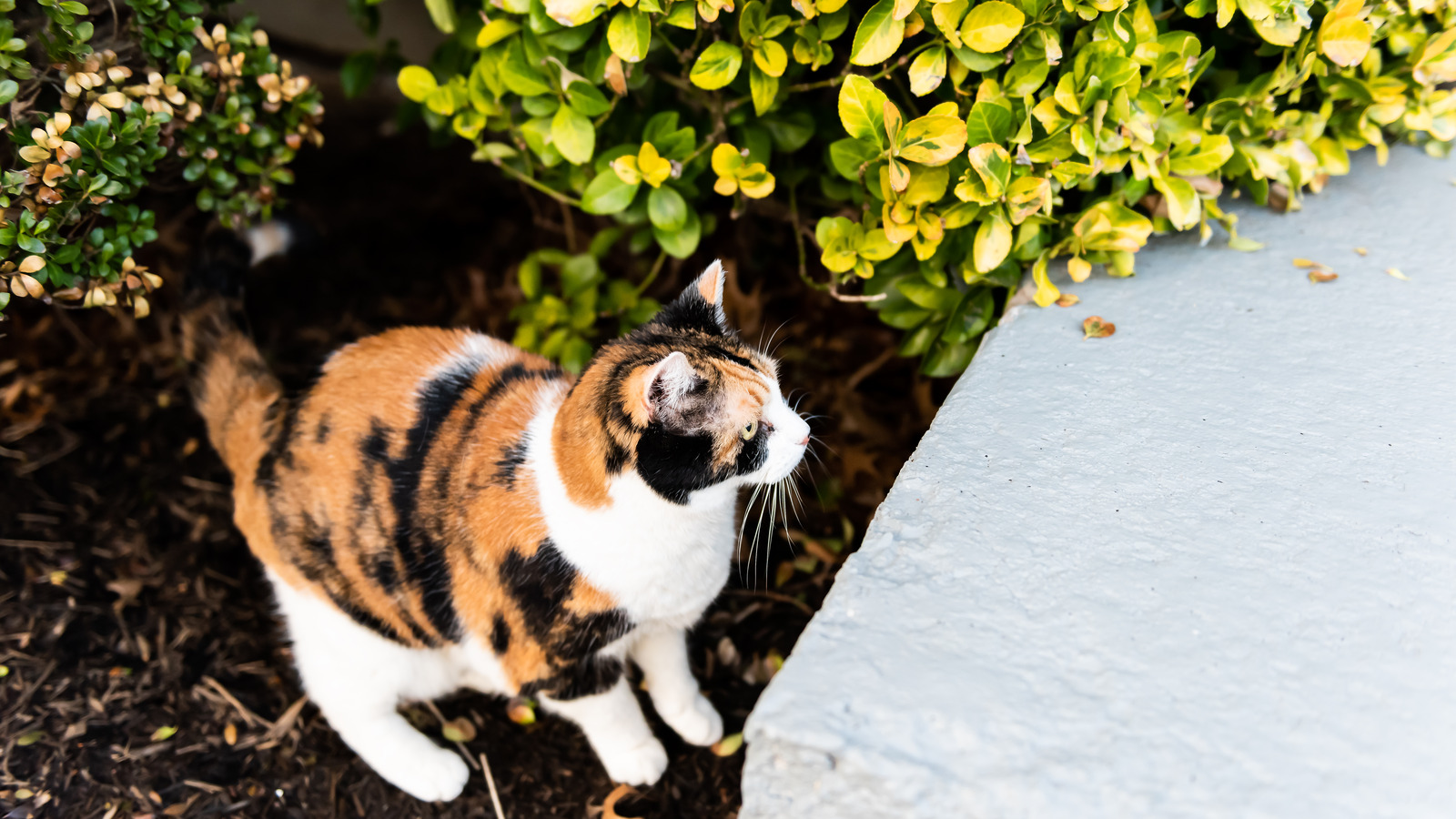 Evcil hayvanlarınıza zarar verebilecek malçınızda gizlenen beklenmedik tehlike