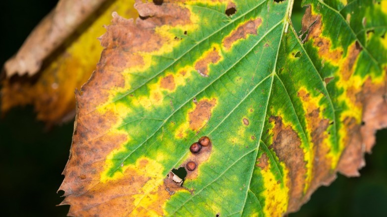 Yaprak kavurucu büyük bir yaprağın bir closeup.