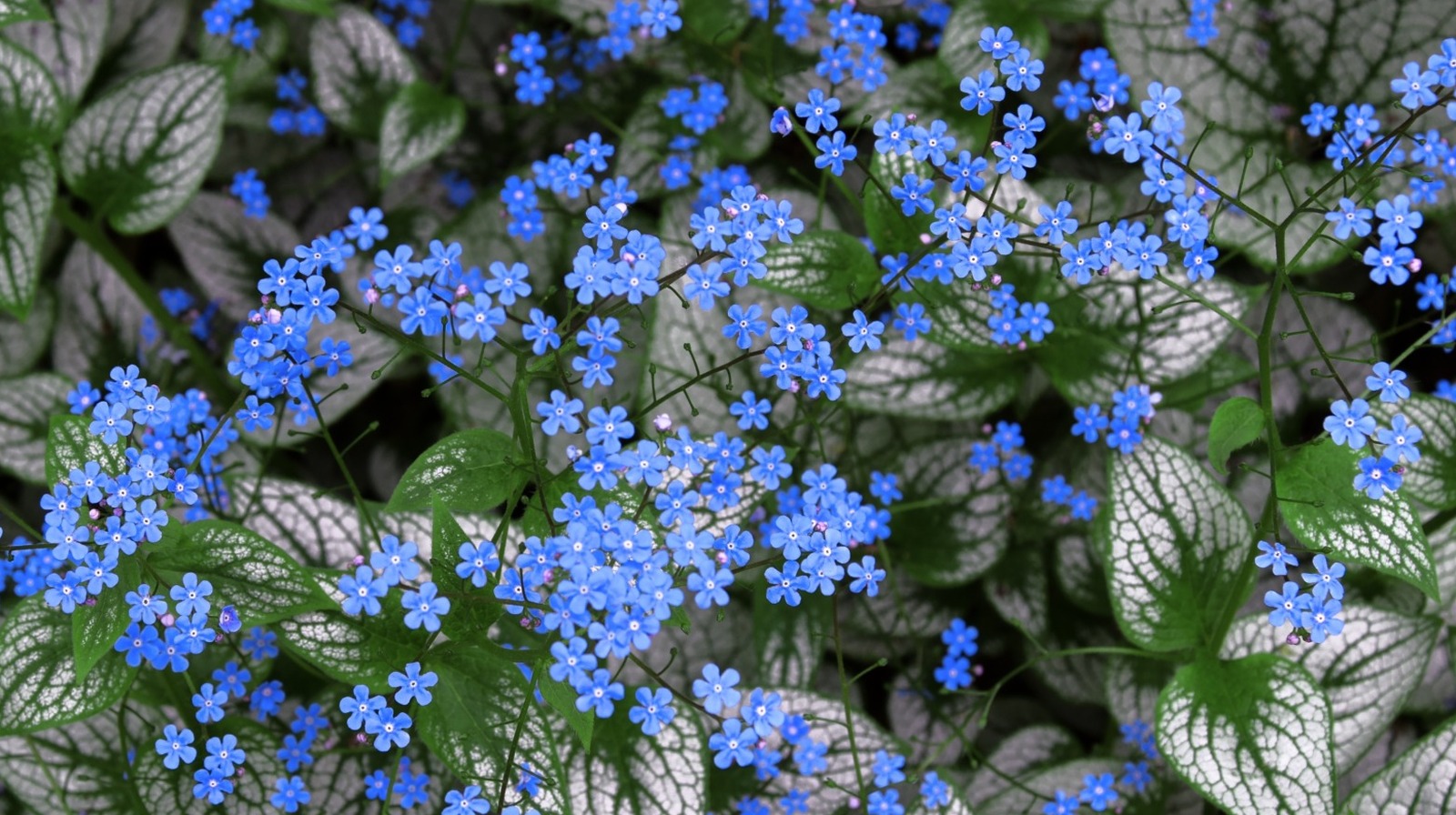 Brunnera fabrikanızda yaprak kavrulmasına neden olan bahçe hatası