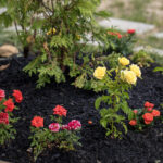 Daha küçük bir arka bahçeniz varsa denemek için en iyi 12 çiçek yatağı fikri