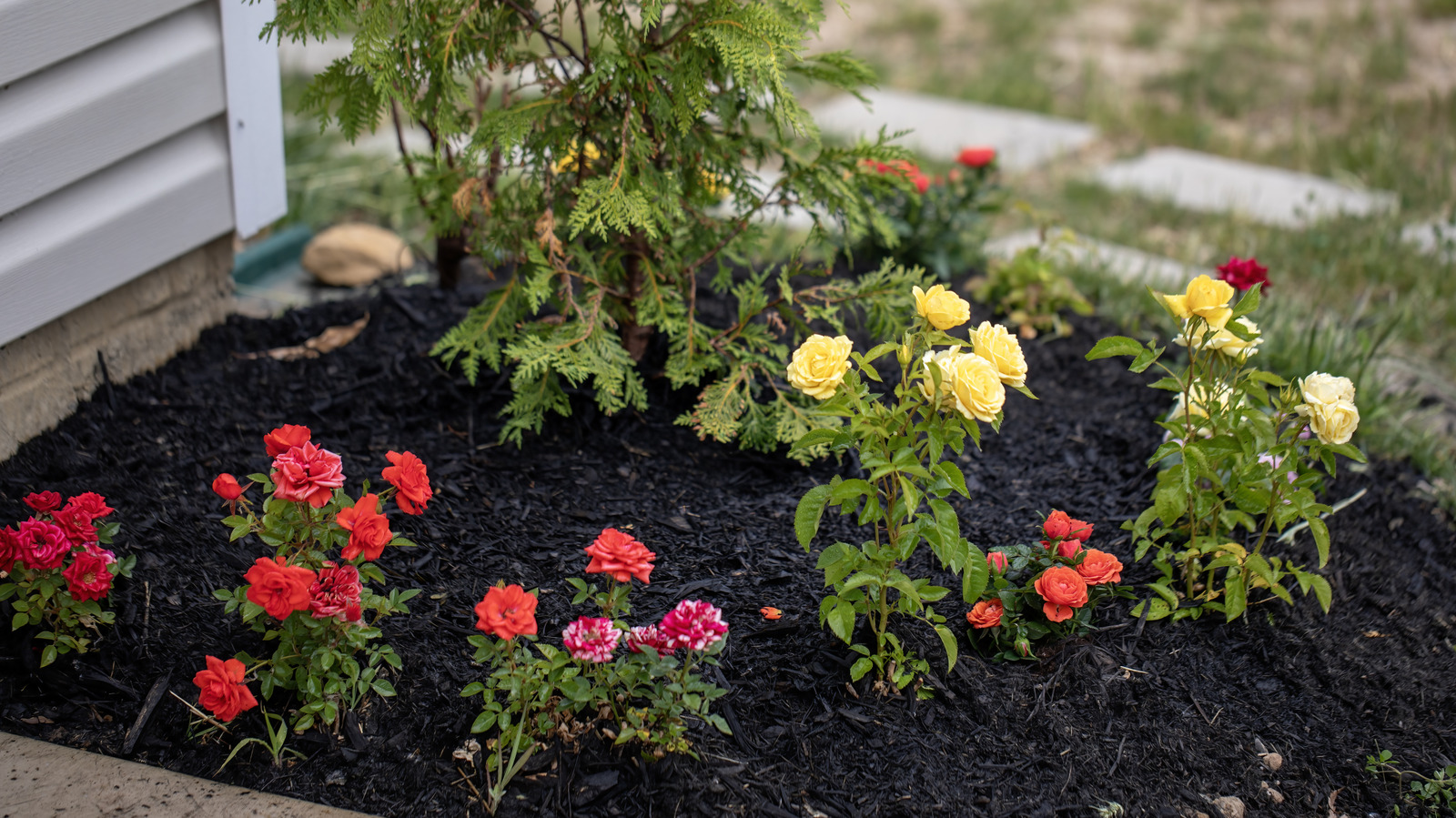 Daha küçük bir arka bahçeniz varsa denemek için en iyi 12 çiçek yatağı fikri