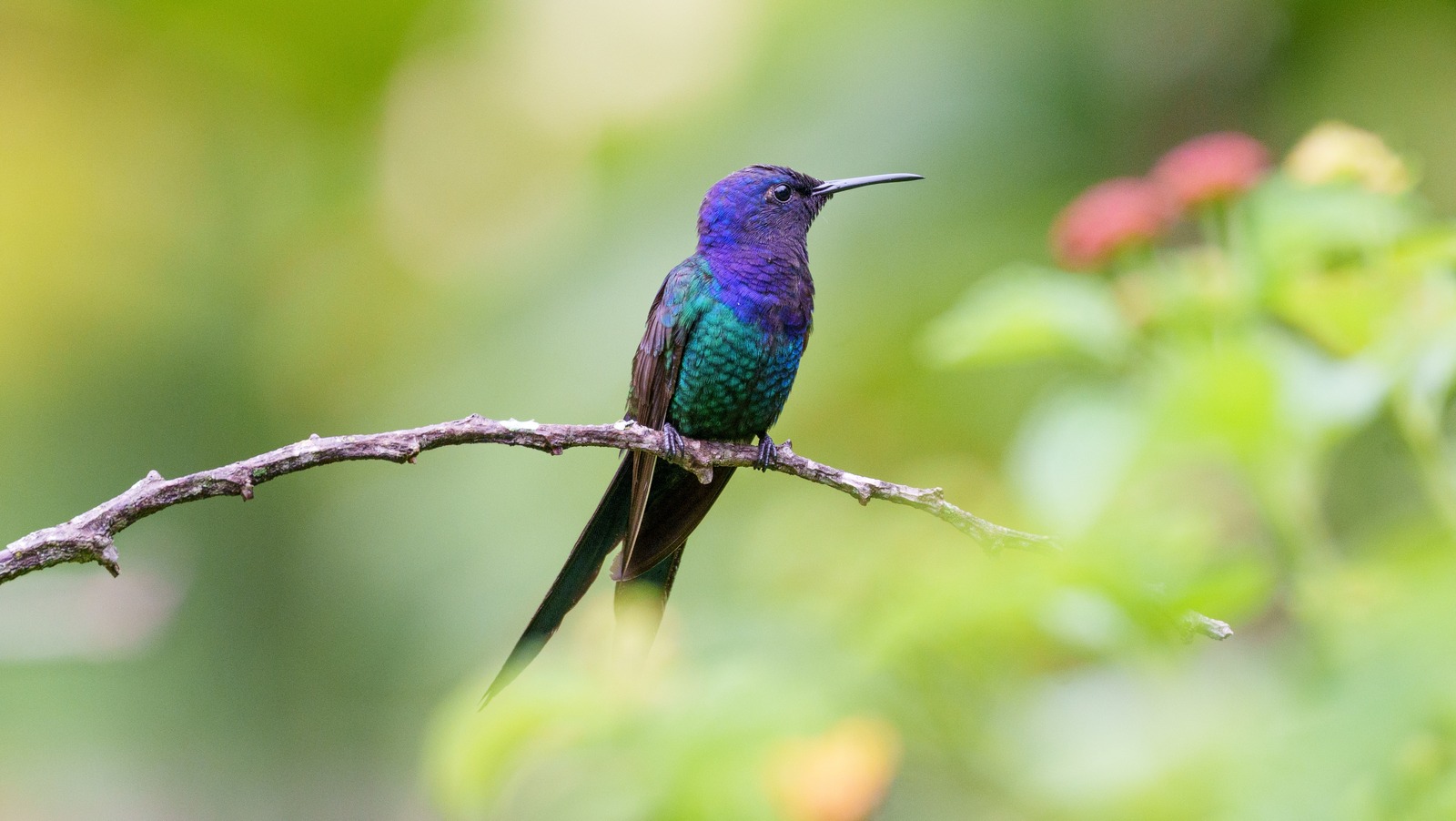Gölgeli bahçeler için mükemmel olan bir konteyner bahçe kombinasyonu ile sinek kuşlarını çekin