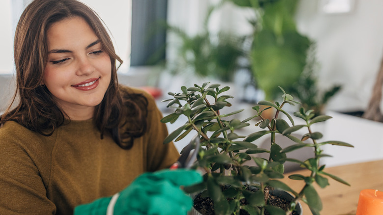 Bir yeşim bitkisine bakan bir bahçe eldiveni giyen bir kadın