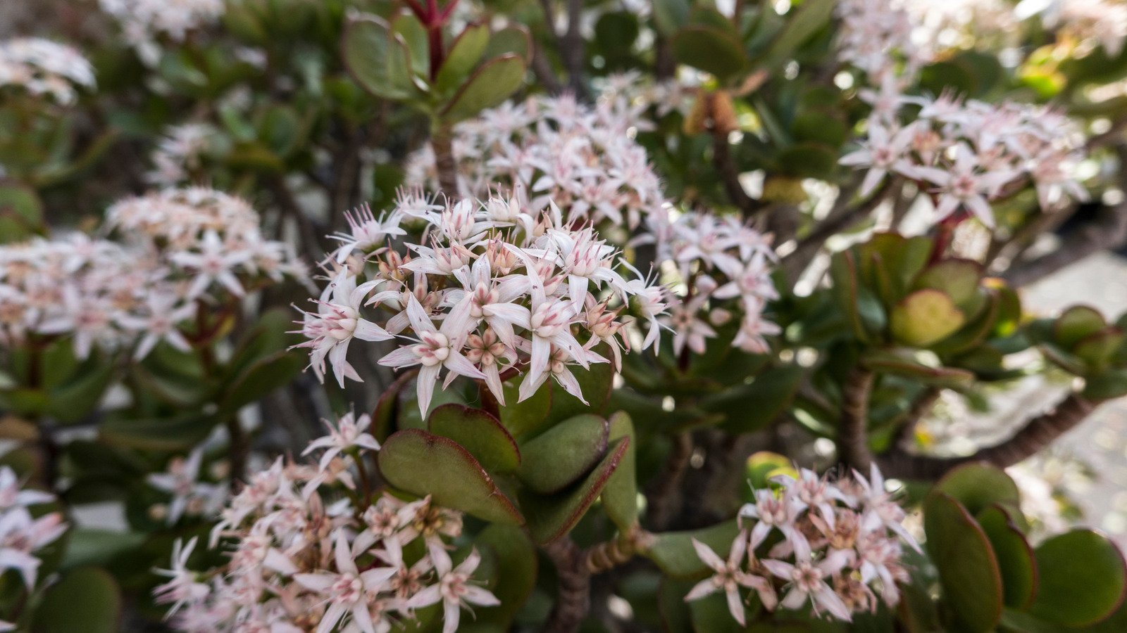 Bir yeşim bitkisinin iç mekanlarda çiçek açmasına yardımcı olmak için ipuçları