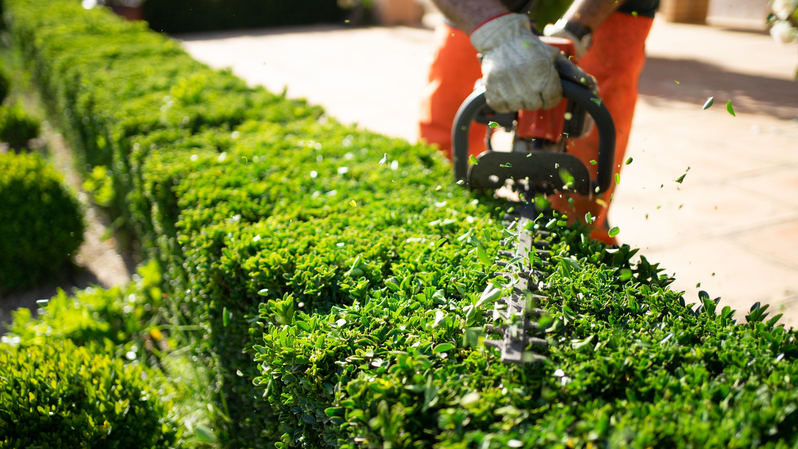 Bu 11 Dewalt Aracı, Alıcılara göre Yard ve Bahçe Projeleri için Oyun Değiştiricileridir