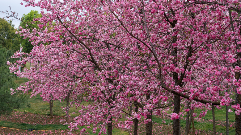 Kwanzan Kiraz Ağaçları Bloom