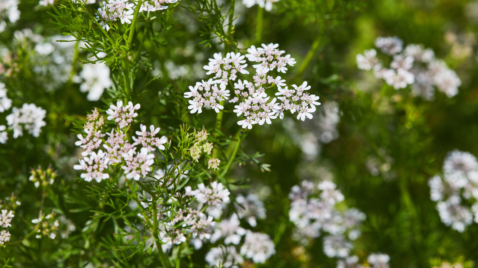 Yaptığınız hata, kişniş ve dereotu çok hızlı bir şekilde çiçek açmasına neden oluyor