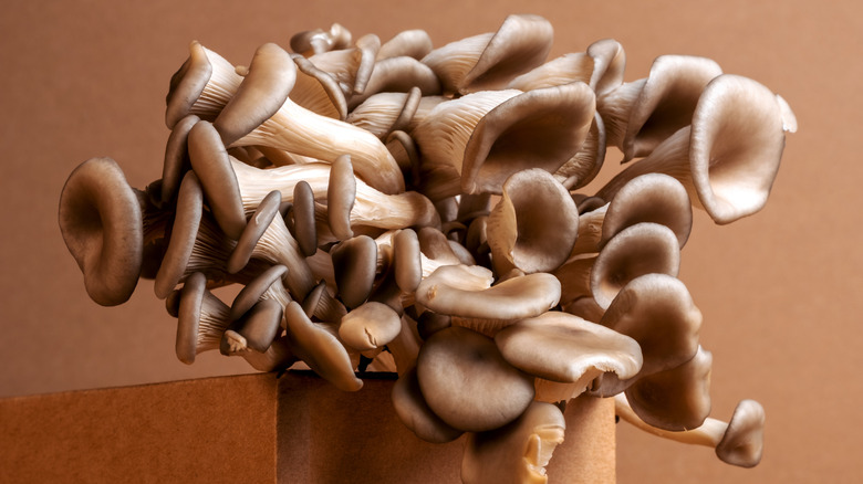 Kartonda büyüyen istiridye mantarları