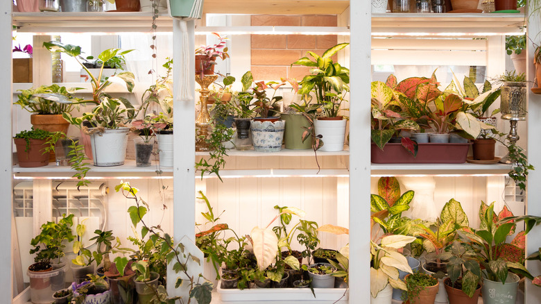 bitkilerle dolu raflar tarafından oluşturulan bir duvar