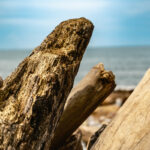 Naturecore estetiğini tırmanma dalgalanma odunu raf dekoru ile kucaklayın