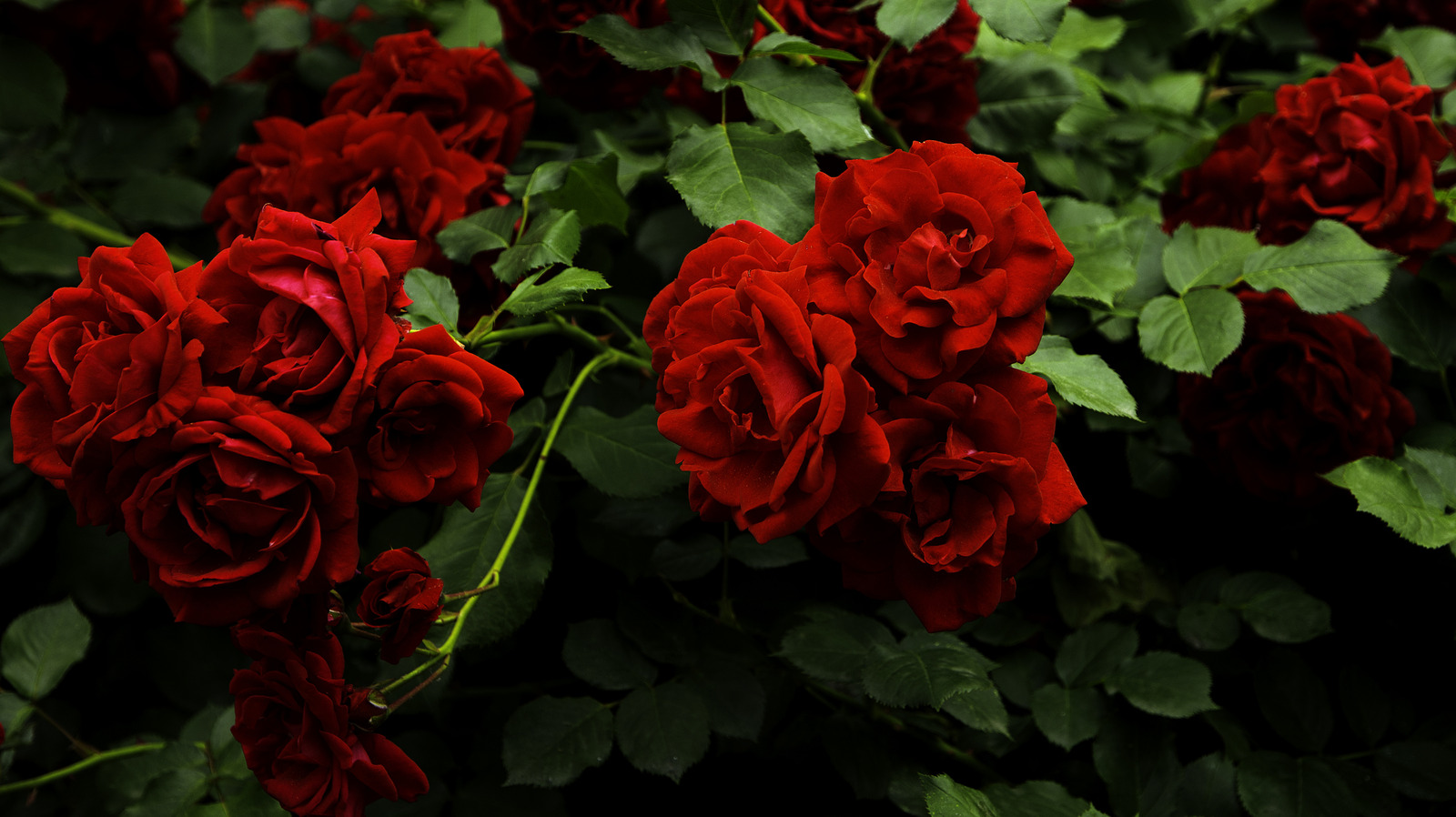 Güllerinizi yabani otlardan koruyabilecek çiçekli zemin örtüsü