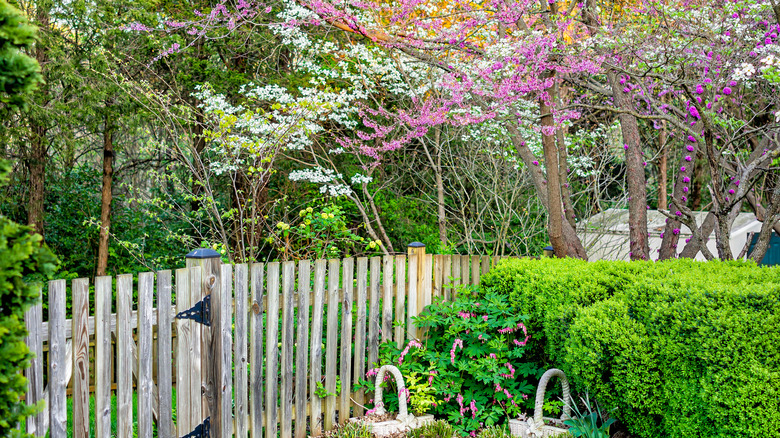 Kızılcık, yaprak dökmeyen çalılar, kanama kalp ve diğer ağaç ve bitkiler ile bir bahçe