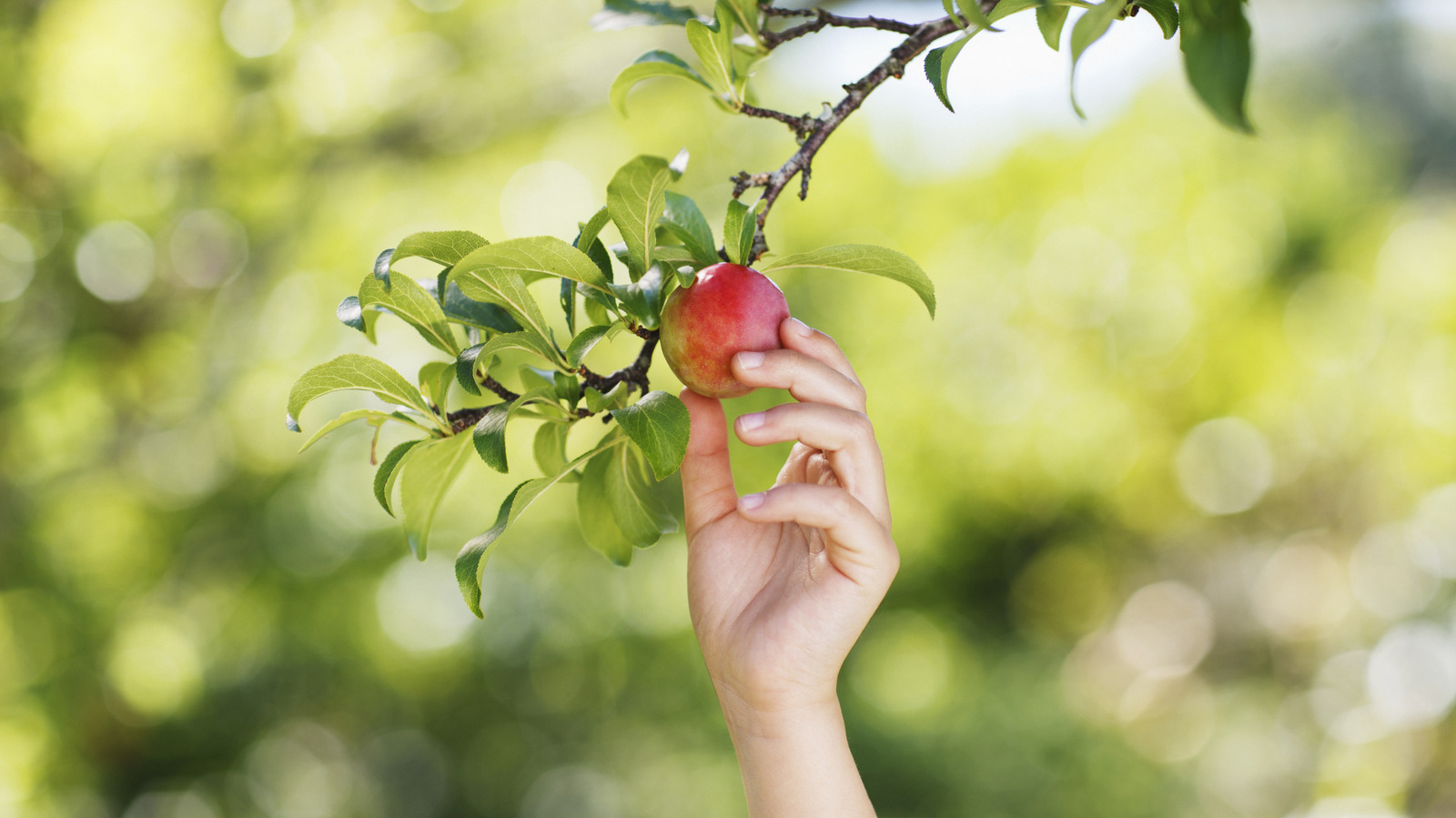 Tohumdan gelen meyve ağaçları düşündüğünüzden daha karmaşıktır. İşte nedeni