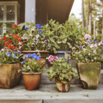 Doğru yetiştiricileri mi satın alıyorsunuz? Bahçeniz için en iyi seçeneği nasıl seçersiniz?