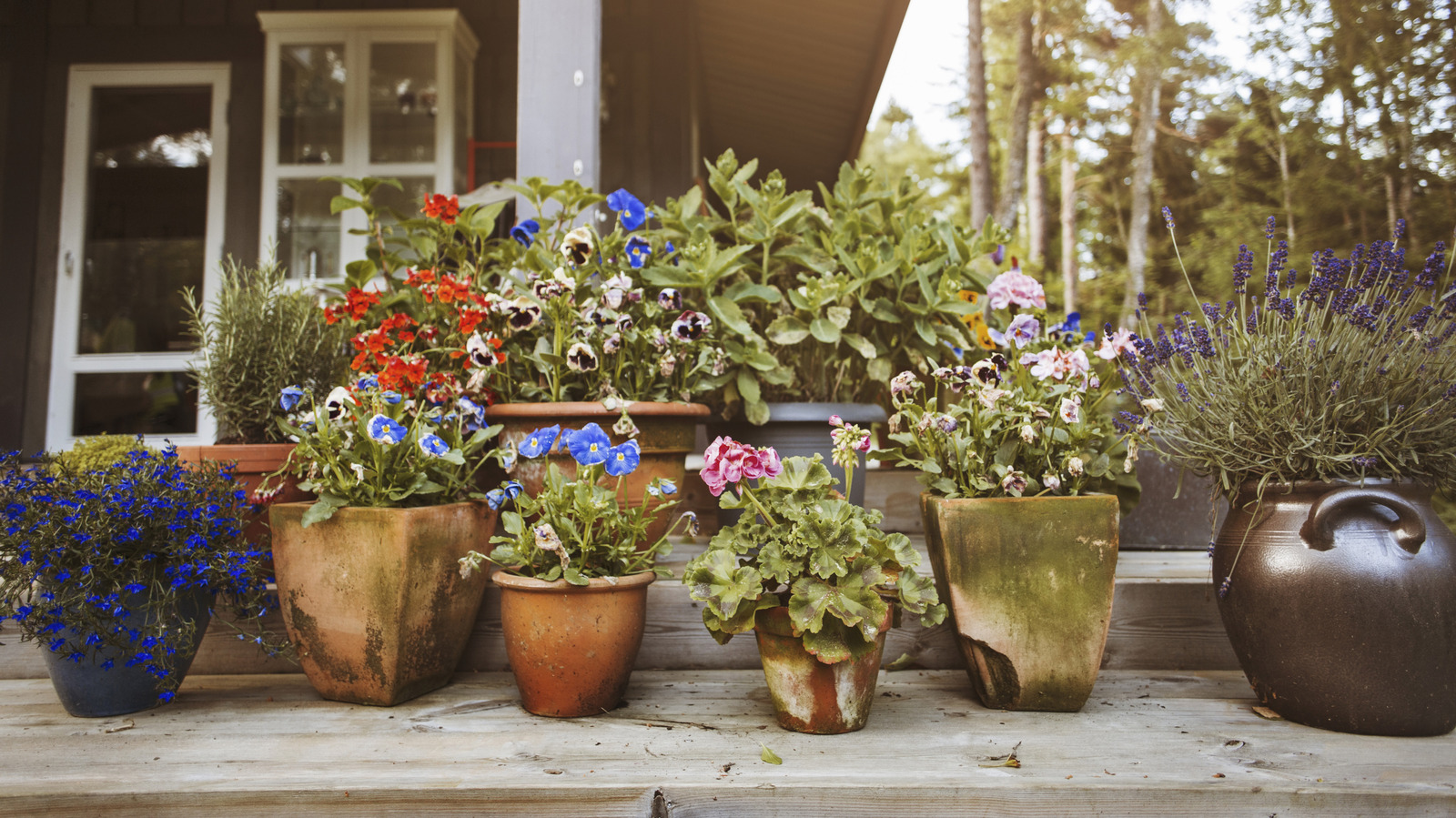 Doğru yetiştiricileri mi satın alıyorsunuz? Bahçeniz için en iyi seçeneği nasıl seçersiniz?