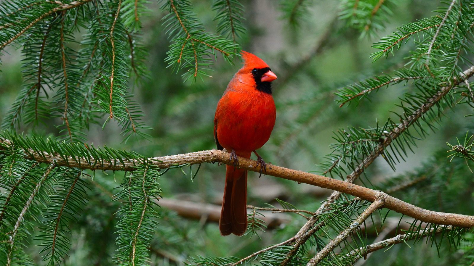 Bu basit malzemeyi besleyicinize eklediğinizde kardinalleri çekmek bir esintidir